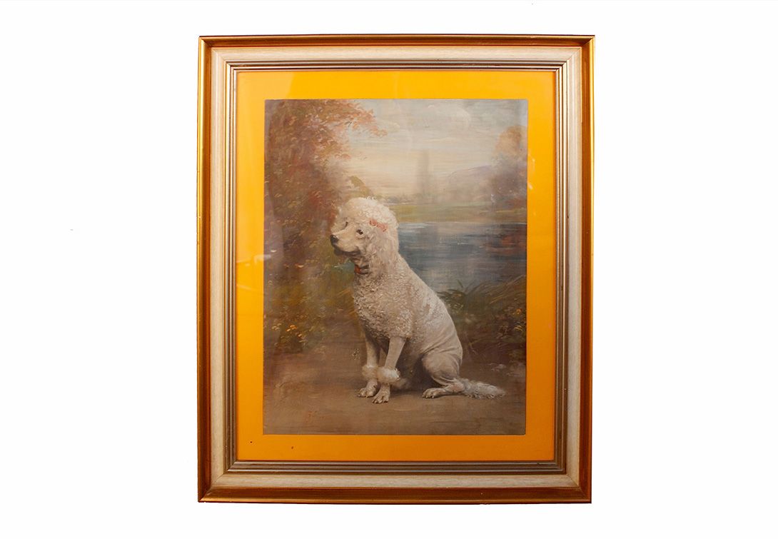 Foto Coloured Photo Poodle England 1954 h70x60 14D10