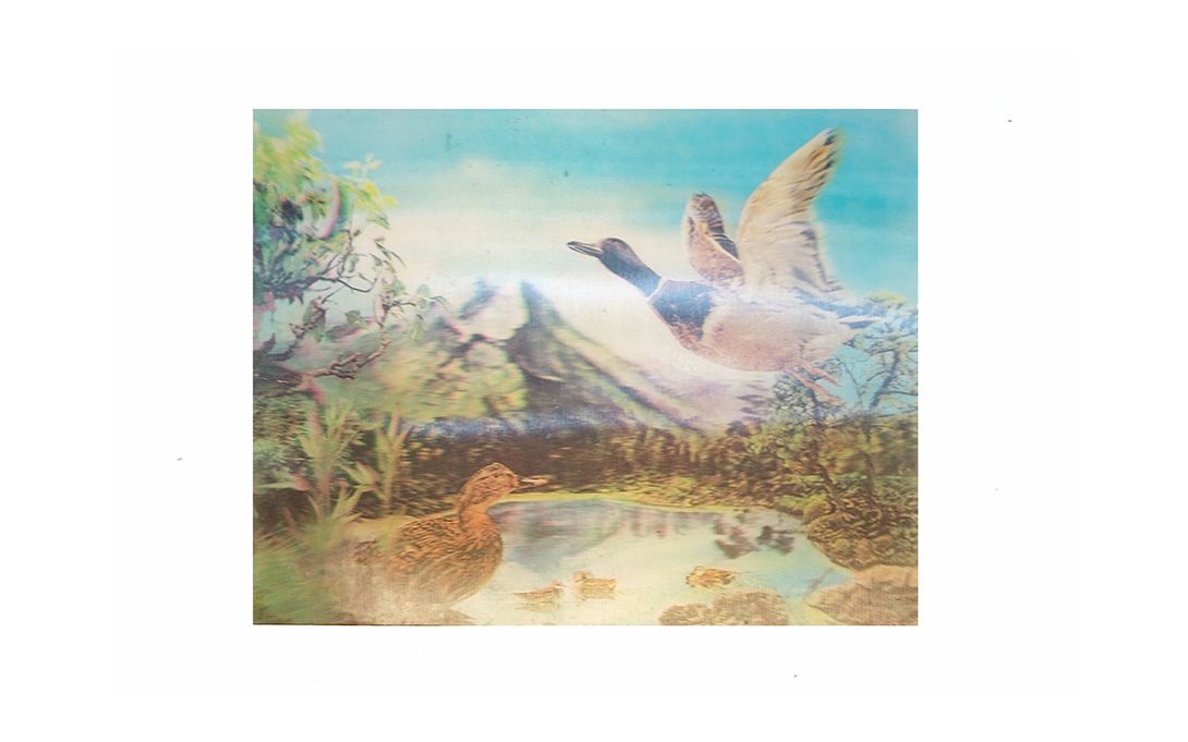 Foto Flip Image Ducks h26x34