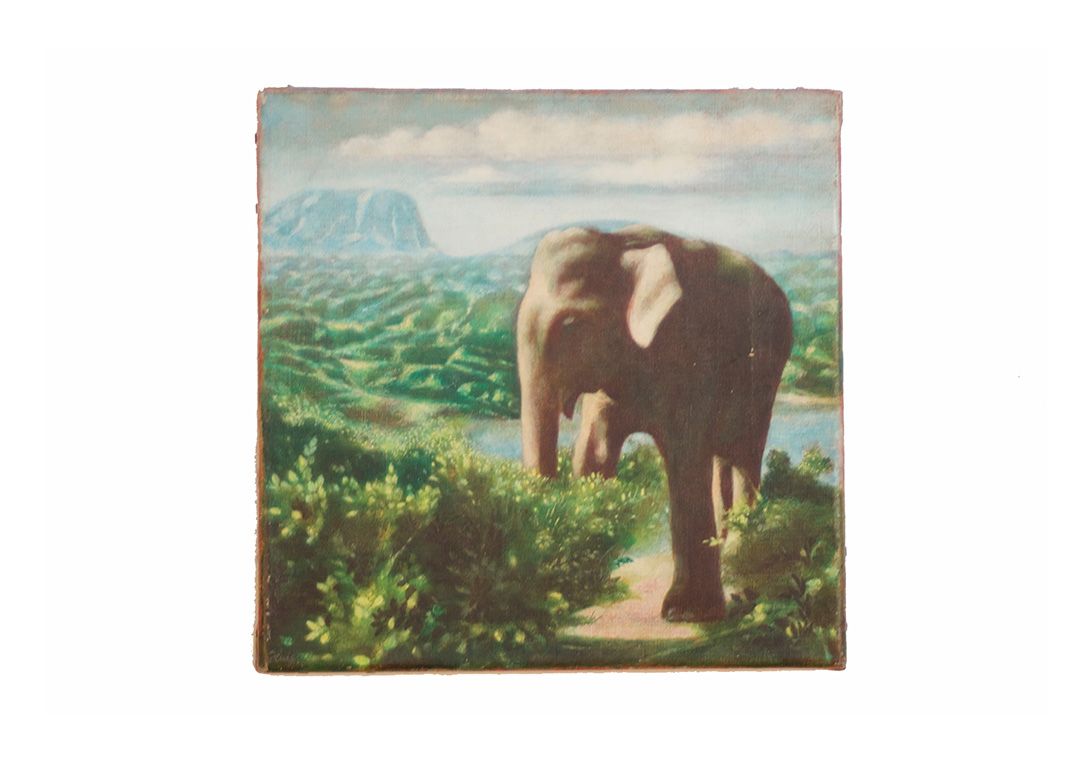 Foto Elephant Print on Cardboard h25x25 24B1