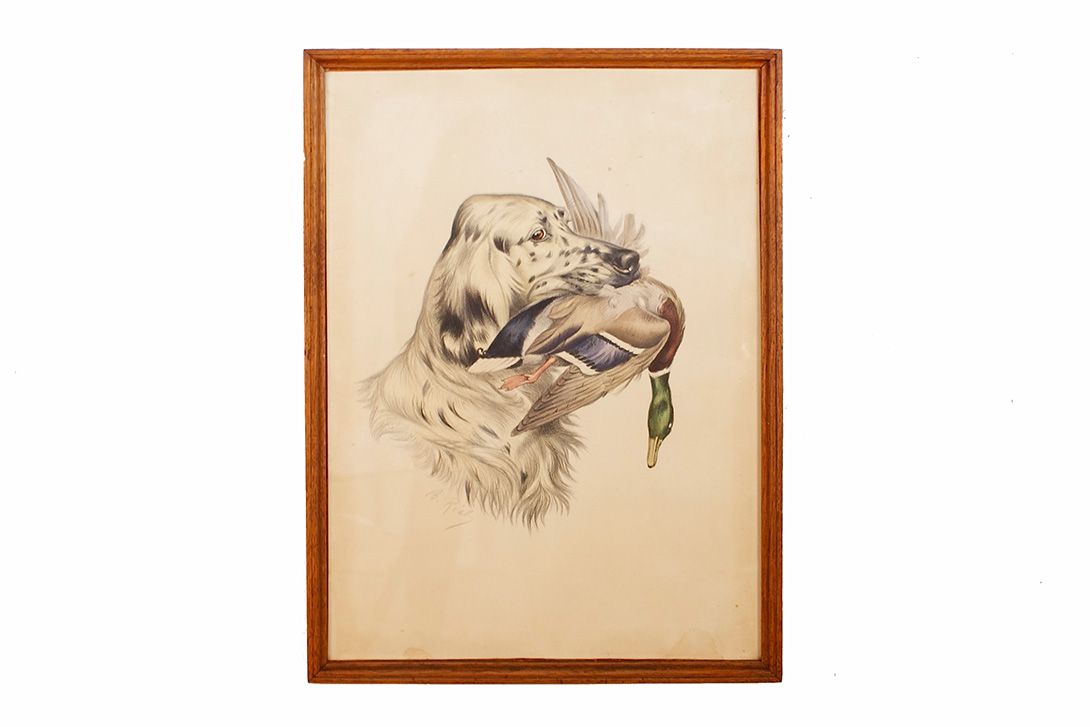 Foto Drawing Hunting Dog with Duck h53x39 24D5