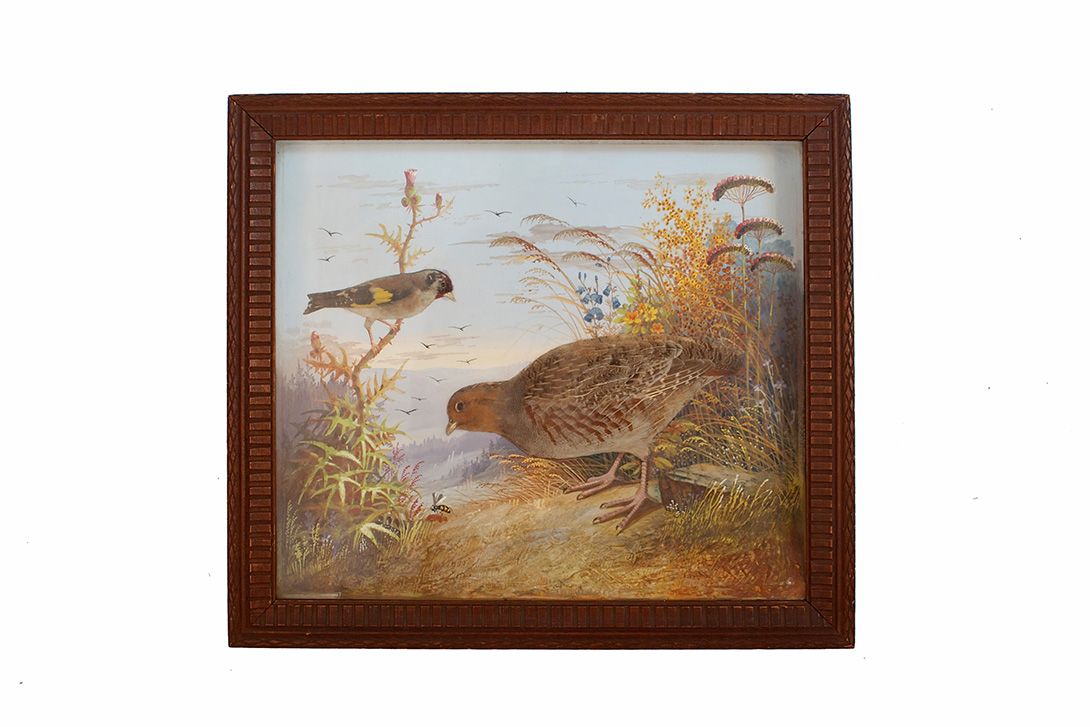 Foto Birds Diorama with Natural Painted Backdrop h46x51 18A3