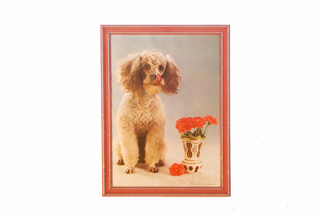Foto Poodle Relief Flowers Print 1959 24C85