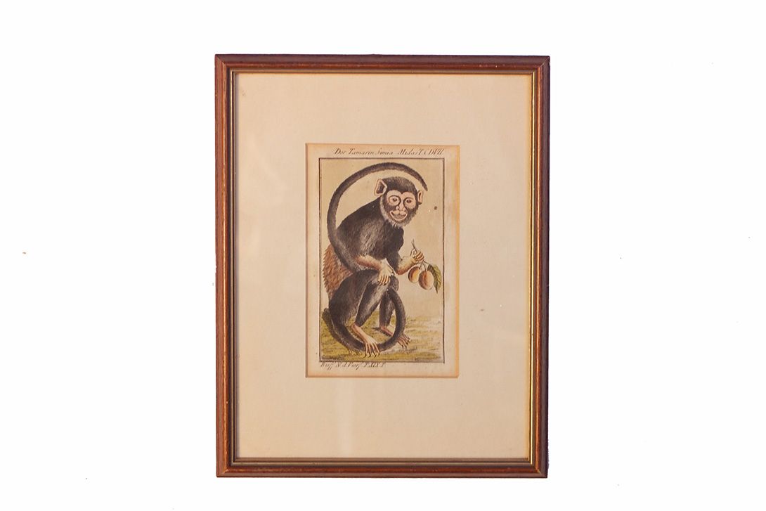 Foto Monkey Etching 1936 h26x20 24B12