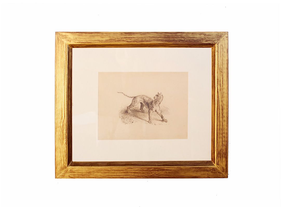 Foto Antique Drawing of a Tiger 1885 h50x60 24E8