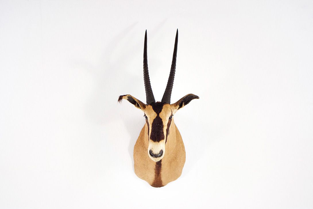 Foto Oryx Antelope Head h52x112x64