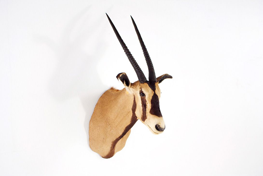 Foto Oryx Antelope Head h52x112x64