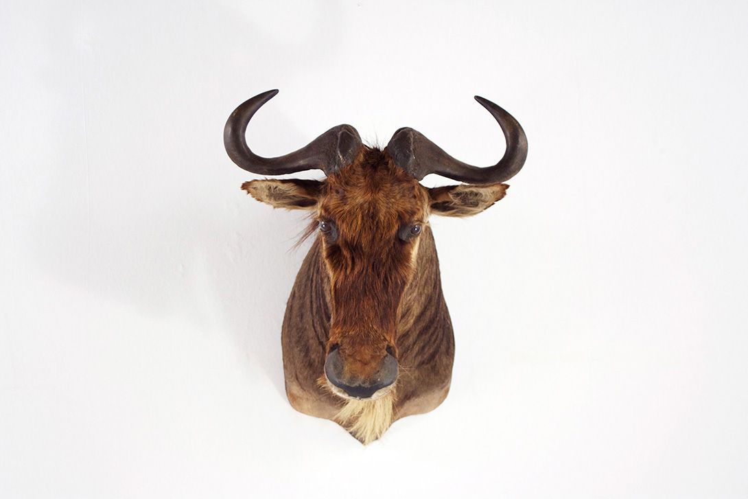 Foto Gnu Head 1938