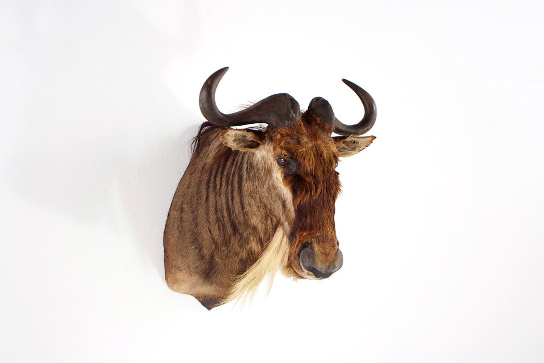 Foto Gnu Head 1938