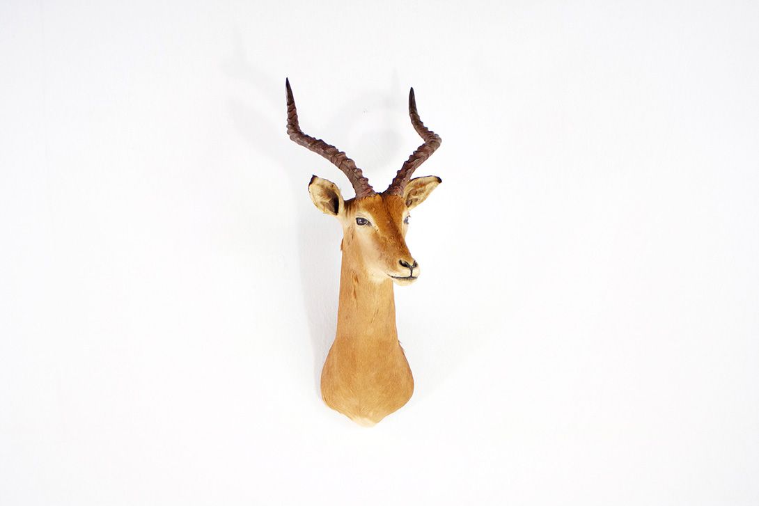 Foto Antelope Head 1