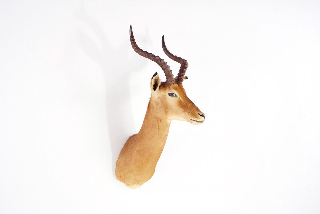 Foto Antelope Head 1