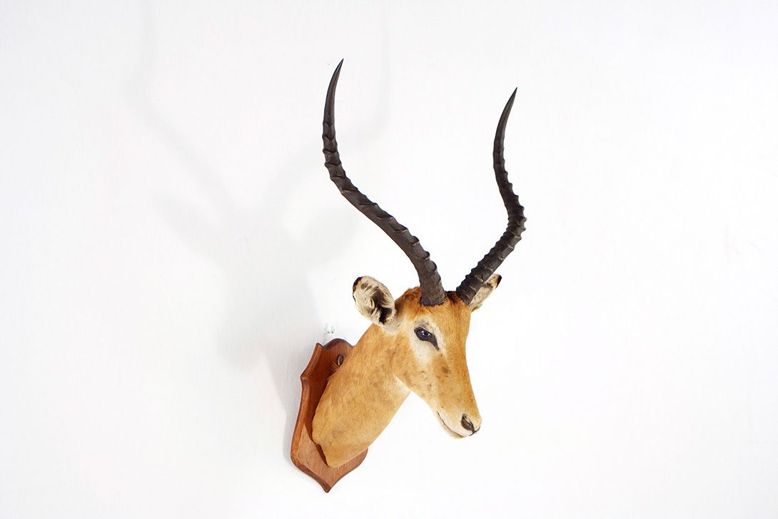 Foto Impala Head 1