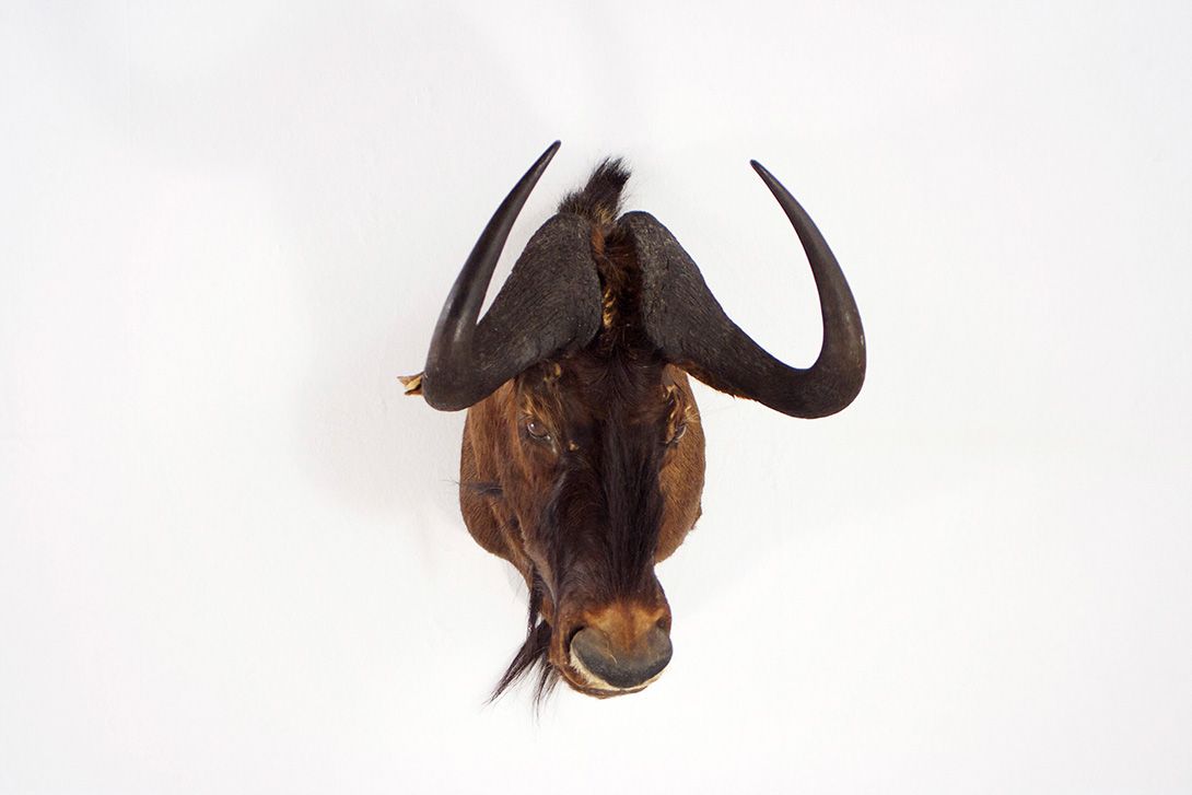 Foto Blue Wildebeest Head / Streifengnu h70x47x83