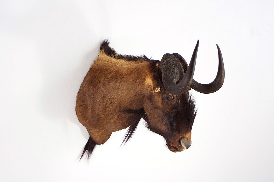 Foto Blue Wildebeest Head / Streifengnu h70x47x83