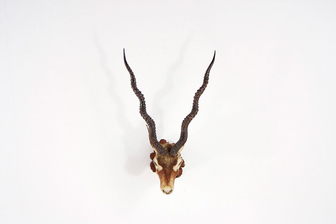 Foto Blackbuck Antelope Head