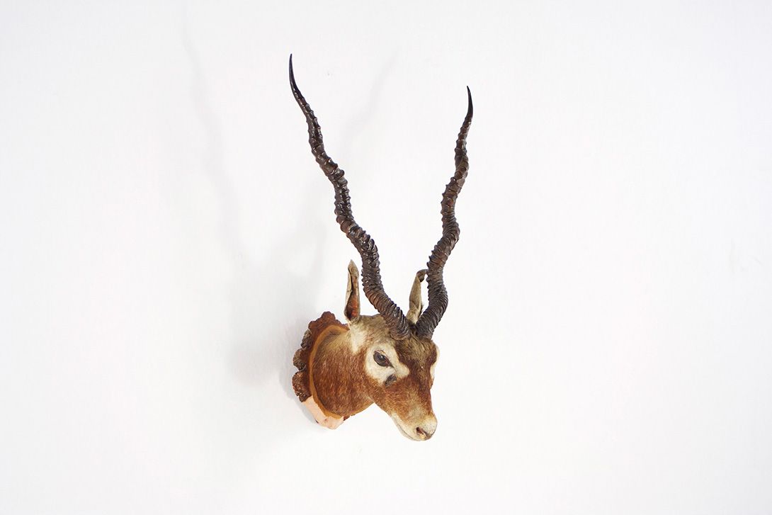 Foto Blackbuck Antelope Head