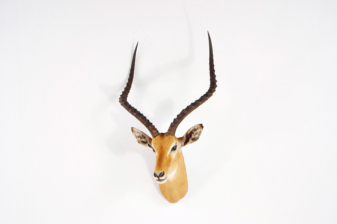 Foto Impala Head Taxidermy 1950