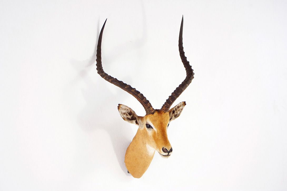 Foto Impala Head Taxidermy 1950