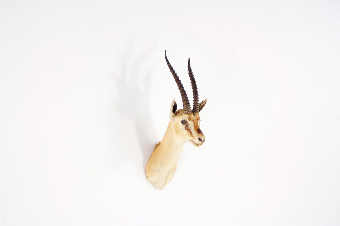 Foto Gazelle Head