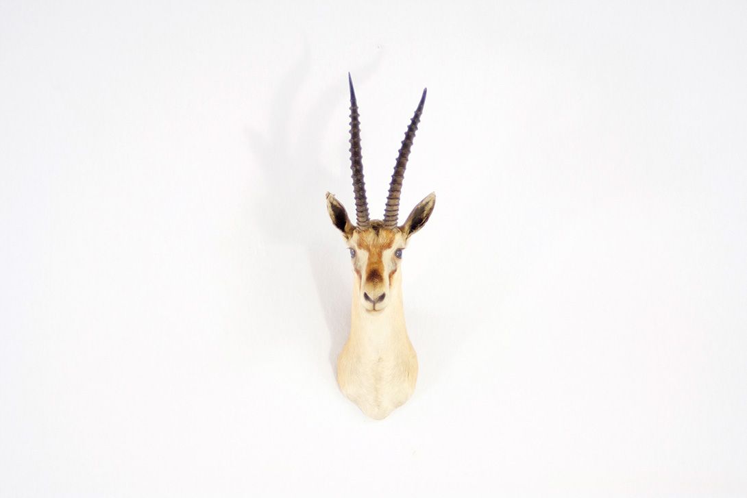 Foto Gazelle Head