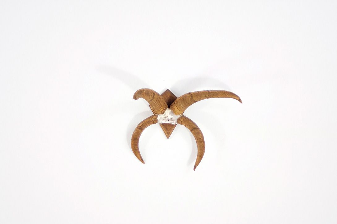 Foto Rare Sheep 4-Horn Trophy / Antlers