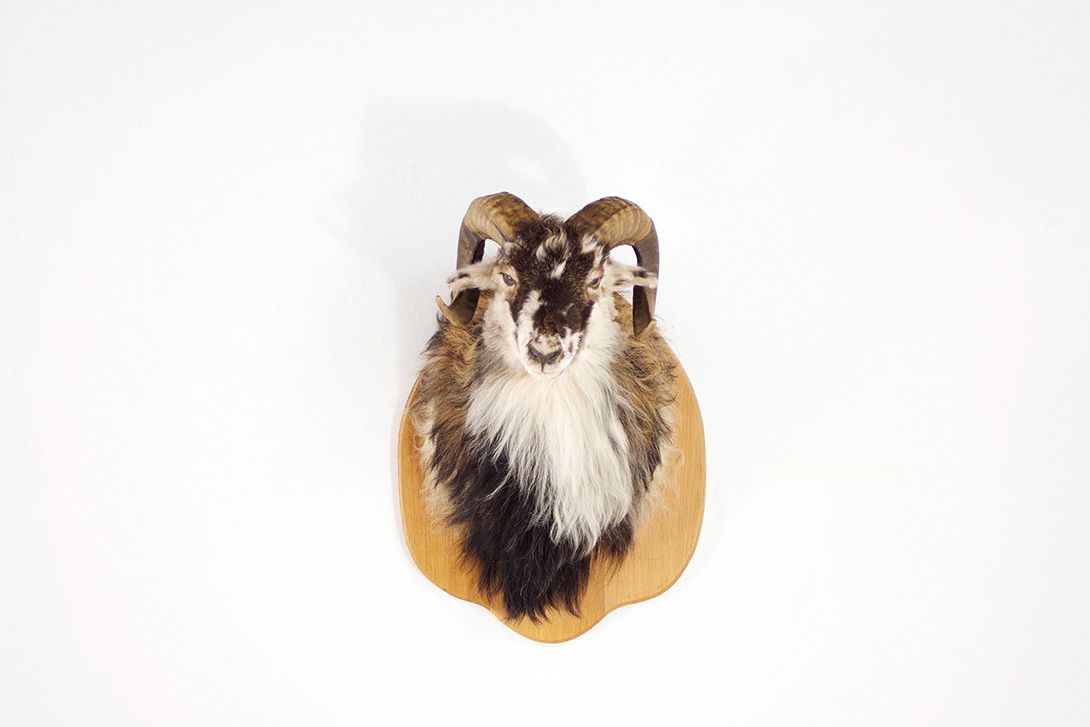 Foto White/Brown Ram Head