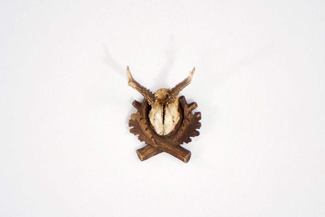 Foto Antlers / Young Deer I