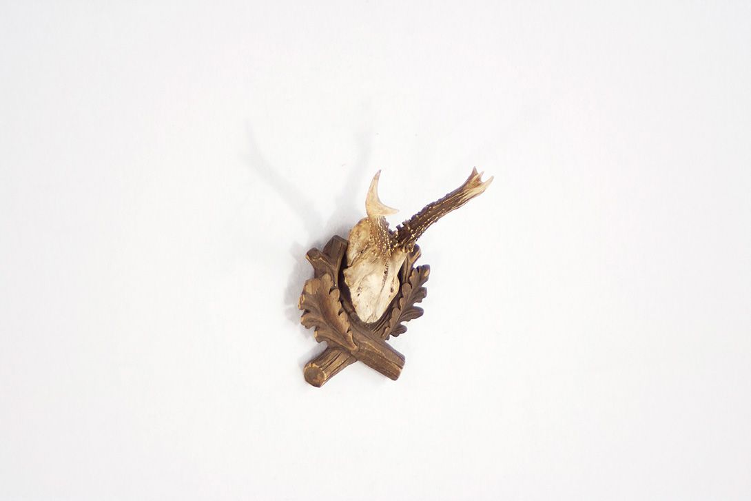 Foto Antlers / Young Deer I