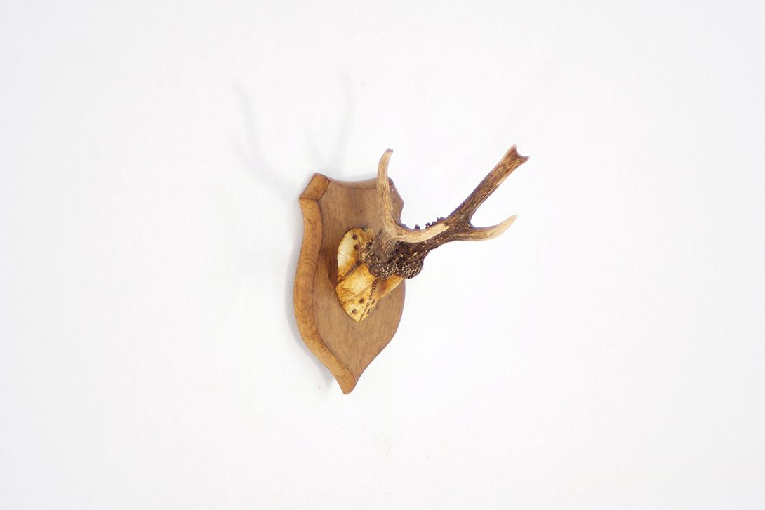 Foto Antlers / Young Deer II