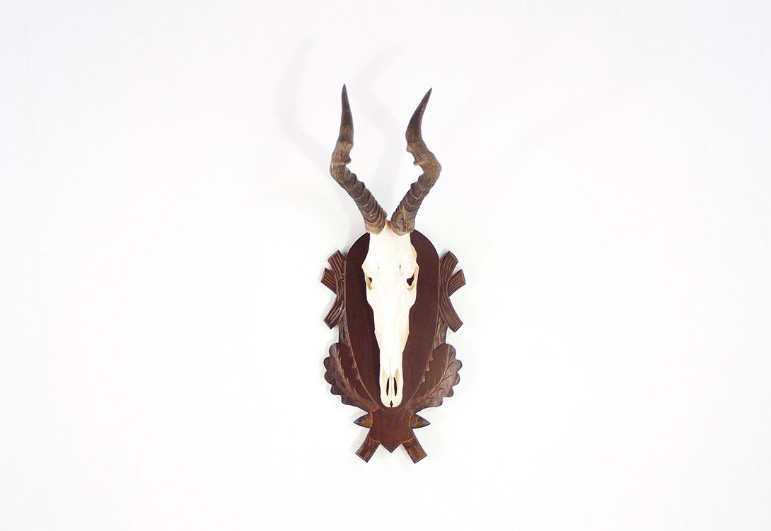 Foto Hartebeest Antlers