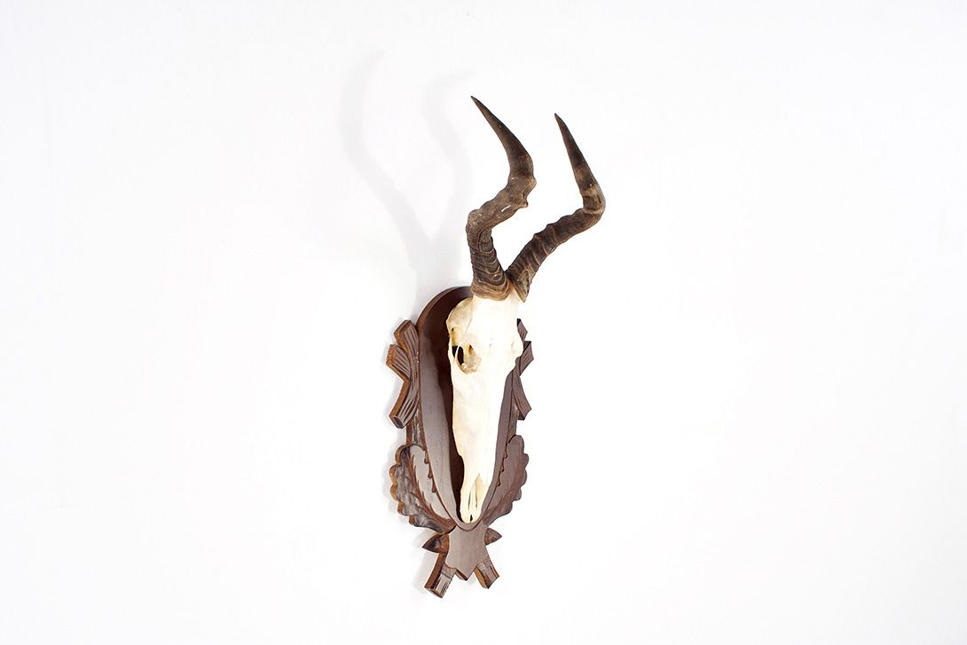 Foto Hartebeest Antlers