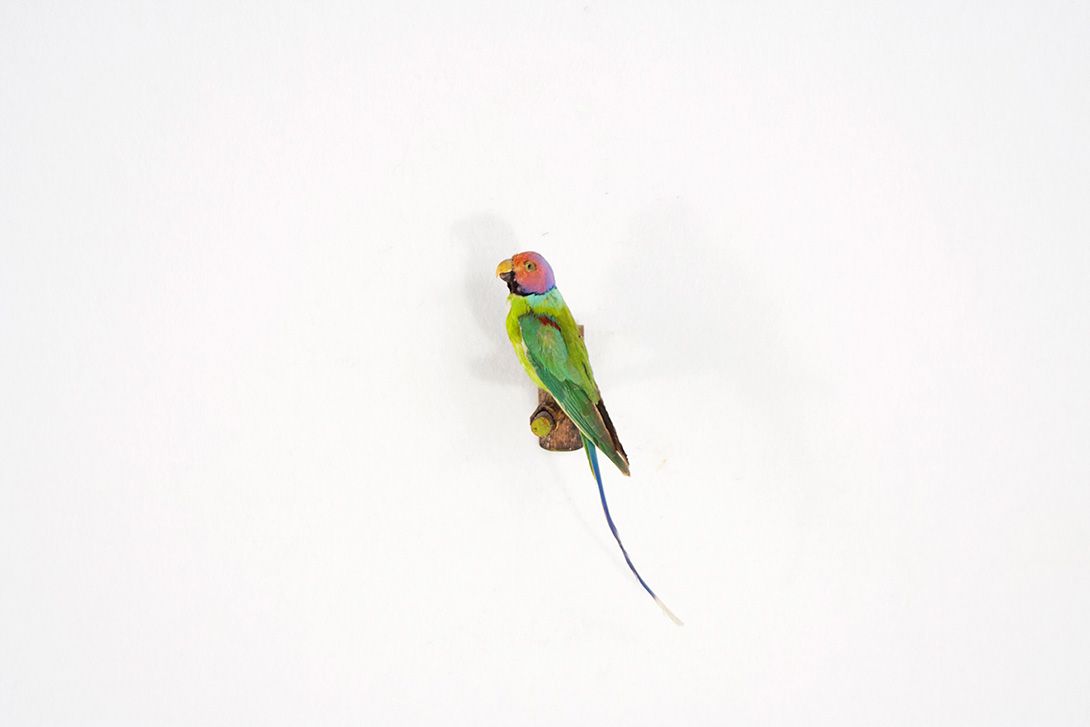 Foto Pflaumenkopfsittich / Plum-Head-Parakeet h30cm