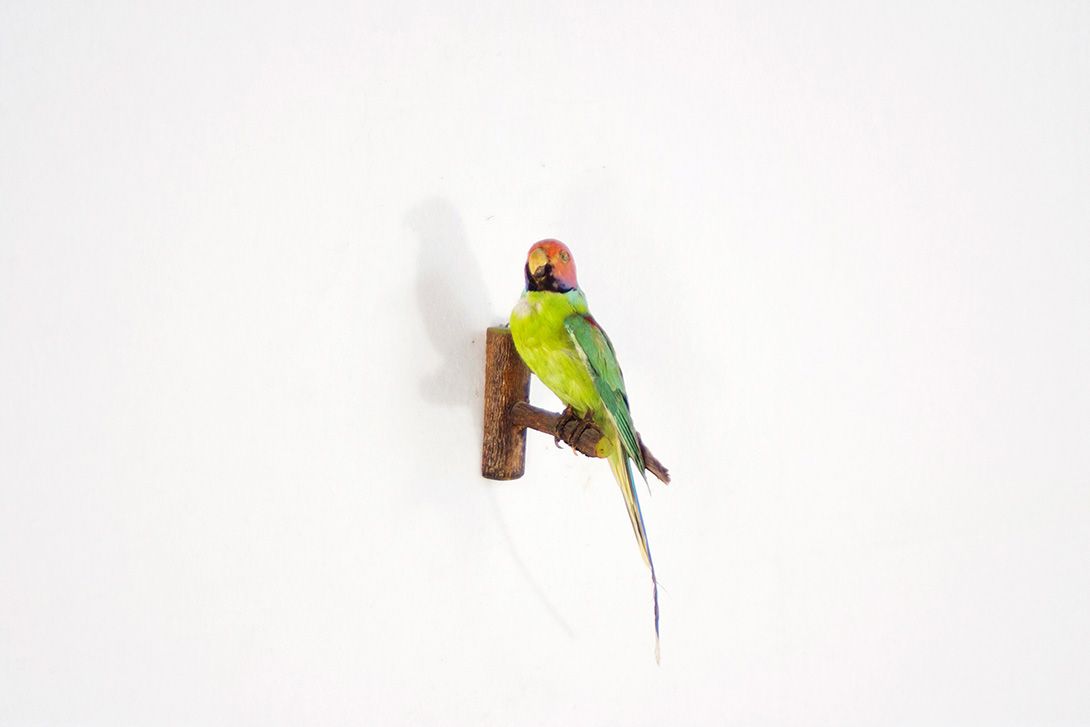 Foto Pflaumenkopfsittich / Plum-Head-Parakeet h30cm
