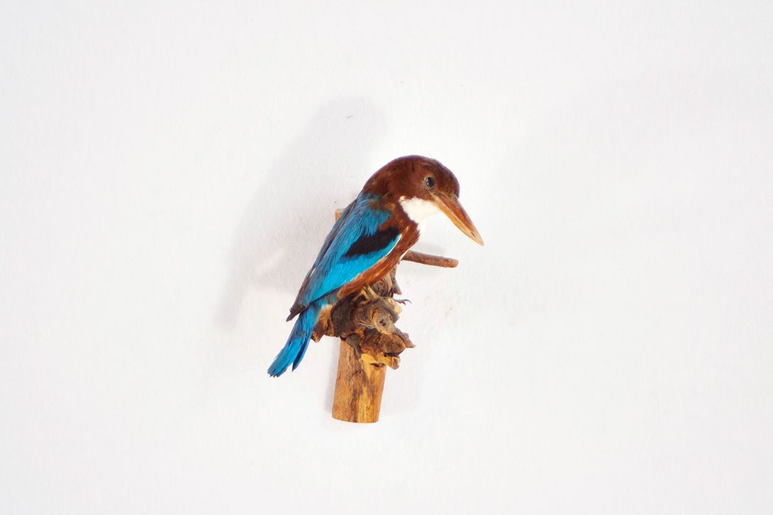 Foto Eisvogel / King Fisher
