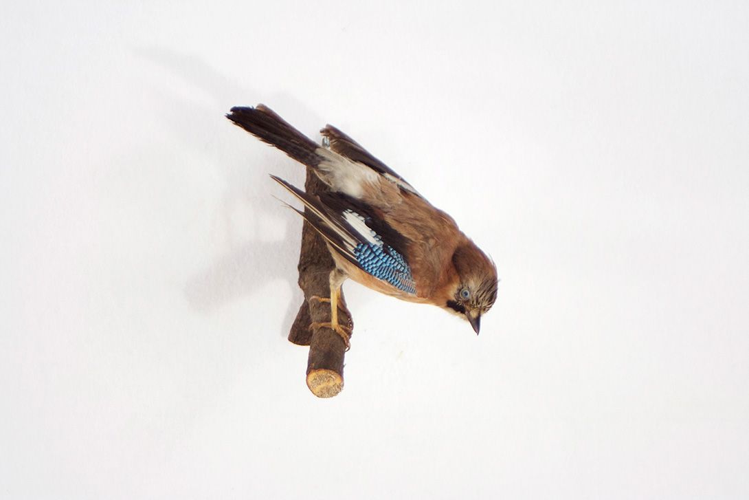 Foto Eichelhäher / Jaybird