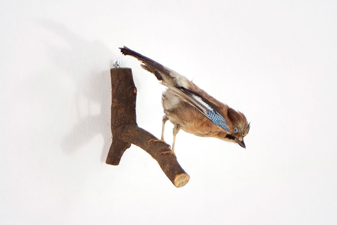Foto Eichelhäher / Jaybird