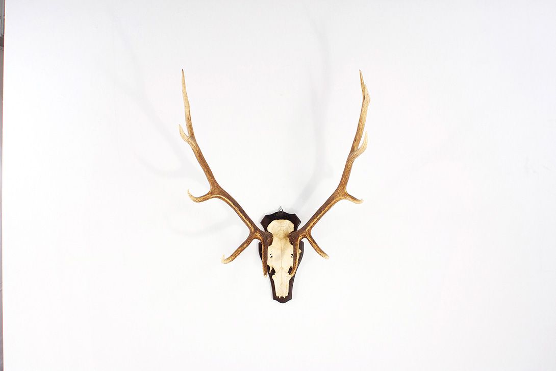 Foto Horns I with 11 Antler Points