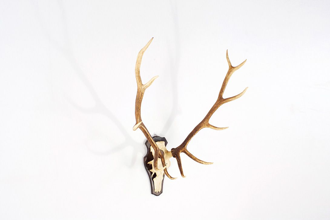 Foto Horns I with 11 Antler Points