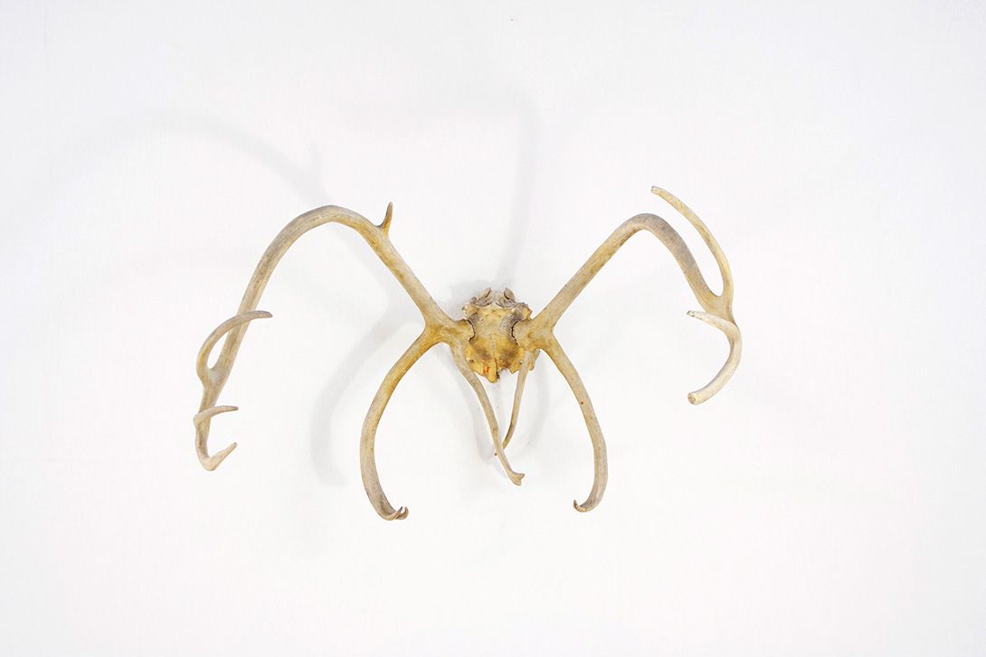 Foto Horns II with 11 Antler Points h55x85x85