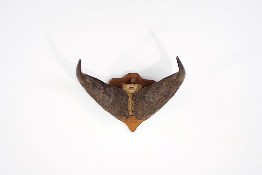 Foto Gnu Horns