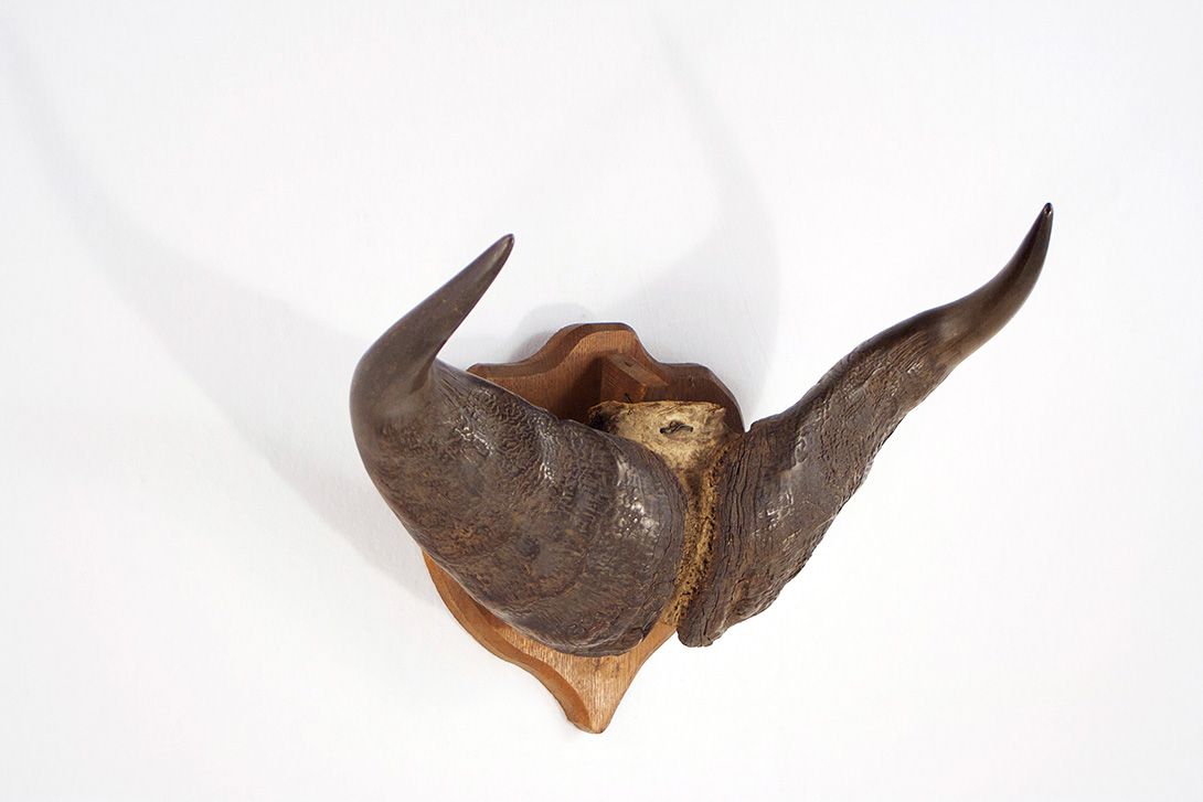 Foto Gnu Horns