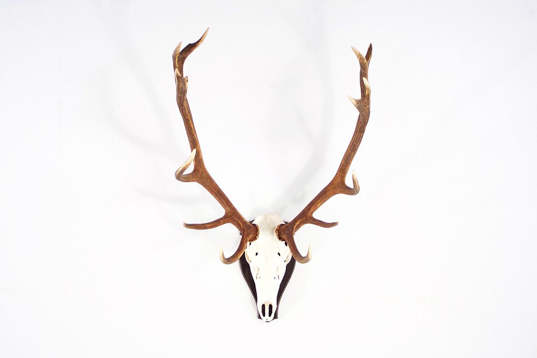 Foto Horns III with 14 Antler Points