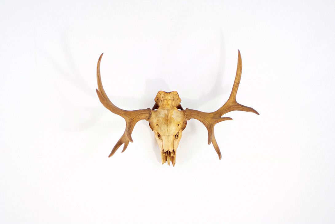 Foto Horns IV with 10 Antler Points