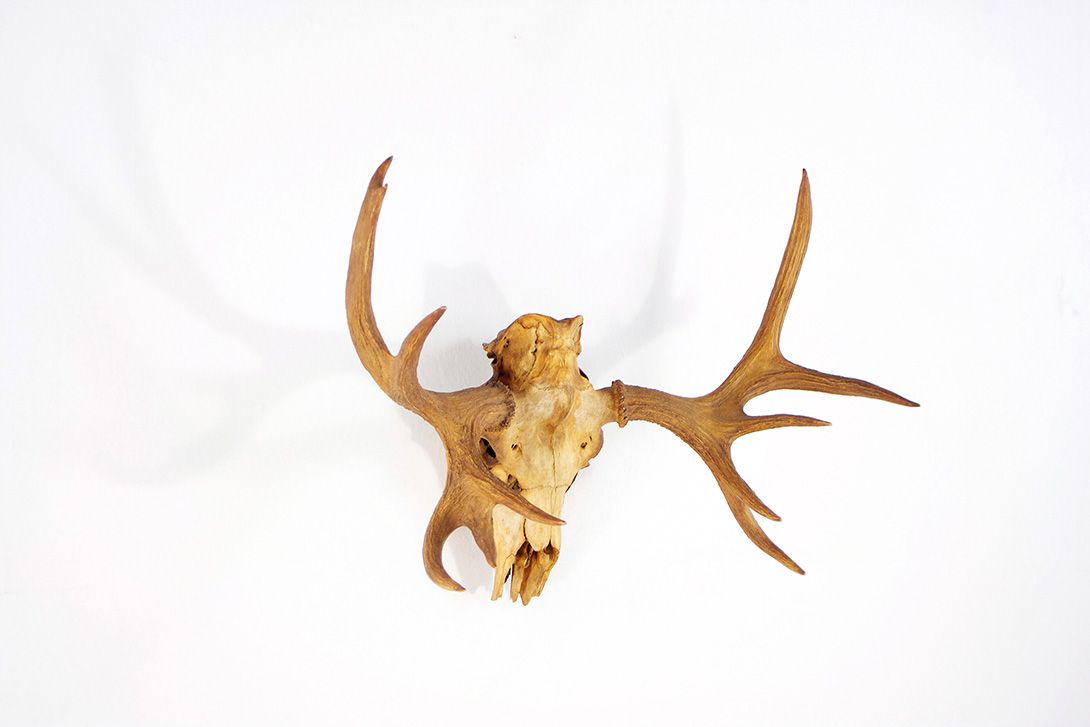 Foto Horns IV with 10 Antler Points