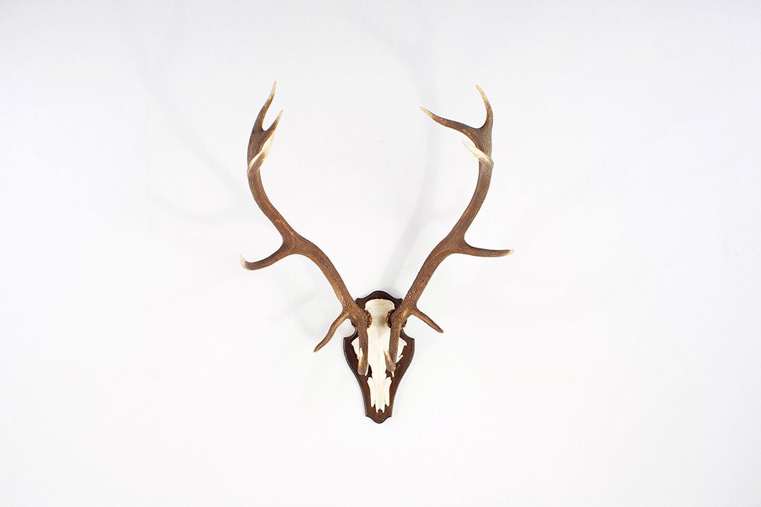 Foto Horns VI with 12 Antler Points