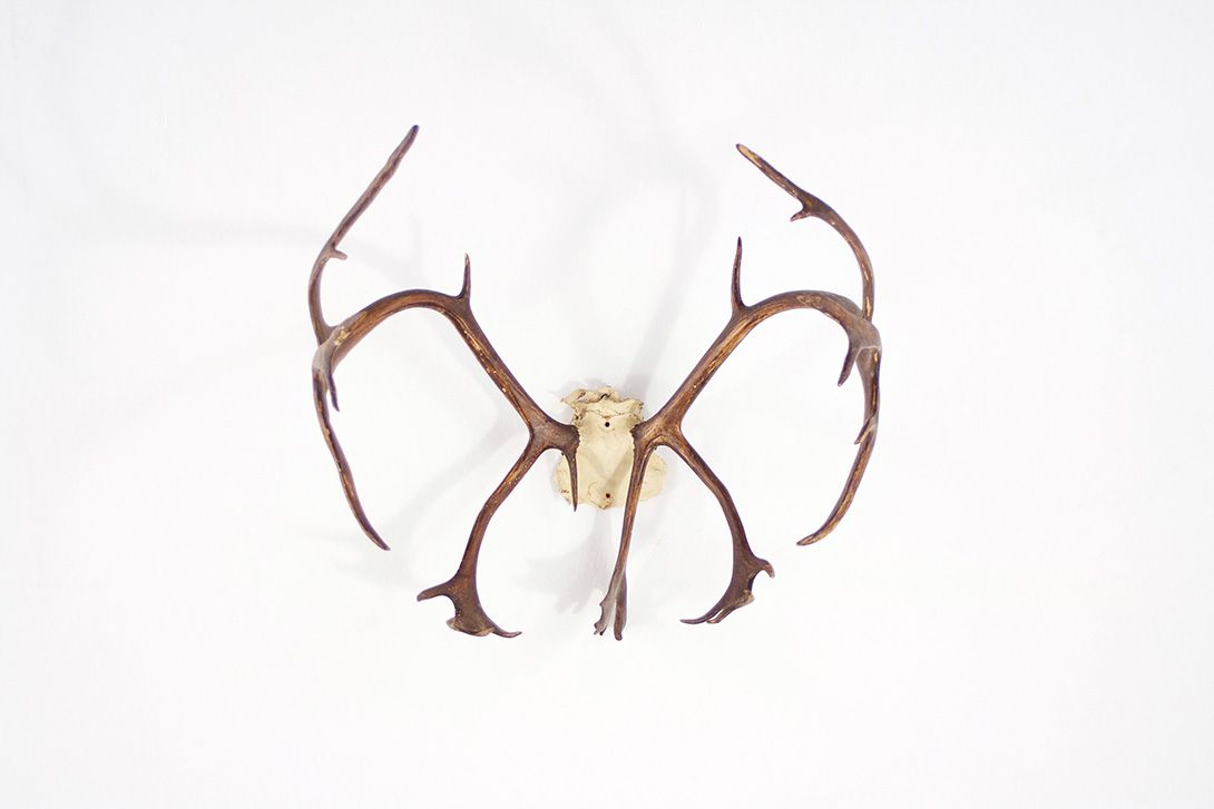 Foto Horns VII with 22 Antler Points