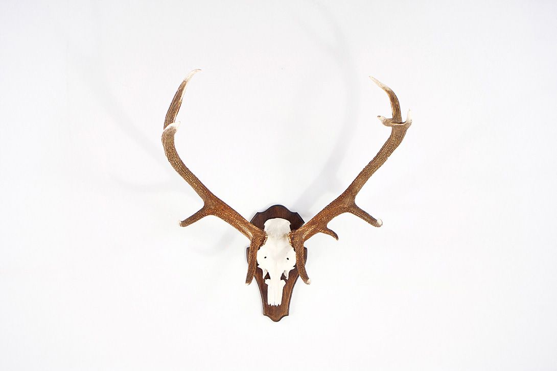 Foto Horns IIX with 11 Antler Points