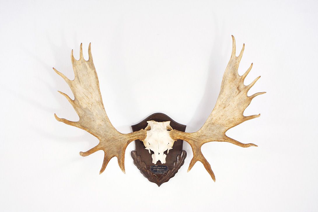 Foto Elk Horns with 18 Antler Points h93x128x50