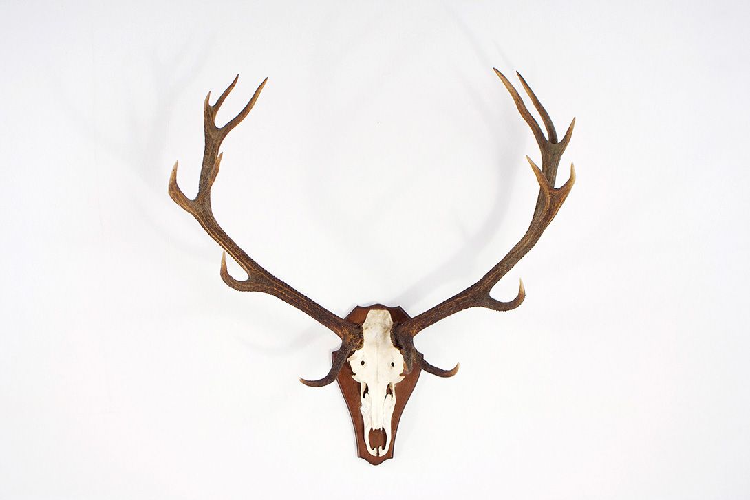 Foto Horns IX with 14 Antler Points