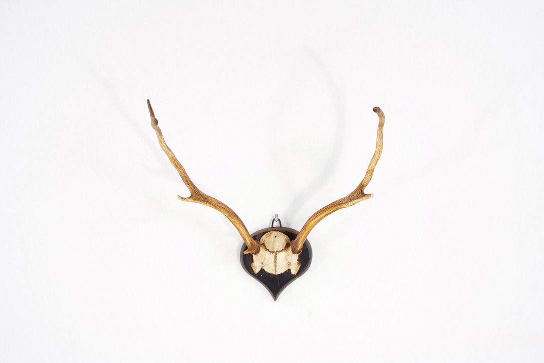 Foto Horns X with 6 Antler Points