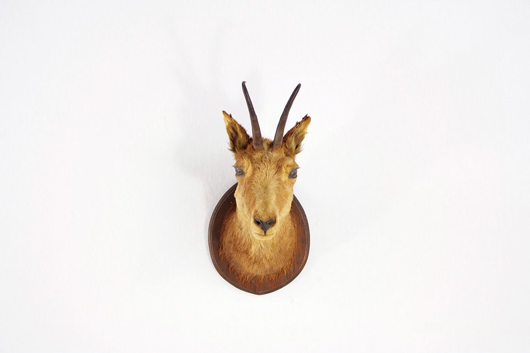 Foto Young Ibex